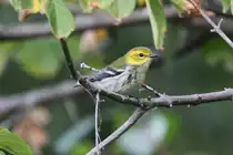 Weiblicher Gr�n-Walds�nger (Dendroica virens) im einj�hrigen Herbstkleid am 26.9.2010 in der Second Marsh in Oshawa,Ontario.
