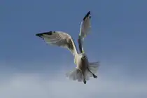 Ringschnabelm�we (Larus delawarensis) am 26.9.2010 in der Second Marsh in Oshawa,Ont.