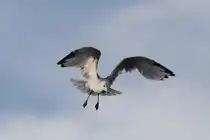 Ringschnabelm�we (Larus delawarensis) am 26.9.2010 in der Second Marsh in Oshawa,Ont.