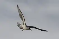 Ringschnabelm�we (Larus delawarensis) am 26.9.2010 in der Second Marsh in Oshawa,Ont.