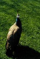 Eine Pfauenhenne im Keukenhof in den Niederlanden (1991)