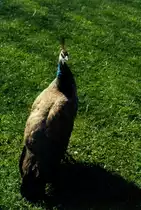 Eine Pfauenhenne im Keukenhof in den Niederlanden (1991)