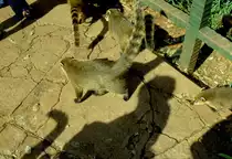 Im M�rz 1992 waren diese Nasenb�ren im Bereich meines Hotels an den Iguaz� Wasserf�llen an der Grenze Brasilien und Argentinien unterwegs