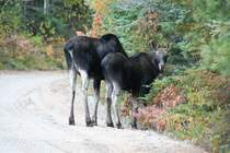 Zwei Moose im Canadischen Algonquin Park am Morgen des 12.10.2009.