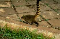 Im Mrz 1992 sah ich diesen Nasenbr im Bereich meines Hotels an den Iguaz Wasserfllen an der Grenze Brasilien und Argentinien