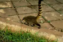 Im M�rz 1992 sah ich diesen Nasenb�r im Bereich meines Hotels an den Iguaz� Wasserf�llen an der Grenze Brasilien und Argentinien