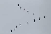 Ein Schwarm Kanadagnse fliegt im Formationsflug nach Sden. Toronto, am 29.09.2010.