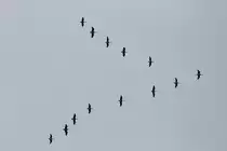 Ein Schwarm Kanadag�nse fliegt im Formationsflug nach S�den. Toronto, am 29.09.2010.