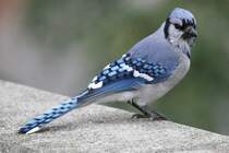 Blauhher (Cyanocitta cristata) am 2.10.2010 in Hamilton,Ontario.