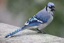 Blauh�her (Cyanocitta cristata) am 2.10.2010 in Hamilton,Ontario.