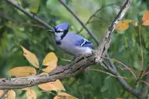 Blauh�her (Cyanocitta cristata) am 2.10.2010 in Hamilton,Ontario.
