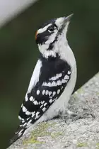 Dundenspecht (Picoides pubescens) am 2.10.2010 in Hamilton,Ontario.

