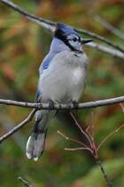 Blauhher (Cyanocitta cristata) am 2.10.2010 in Hamilton,Ontario.