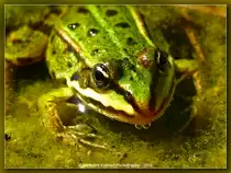 Gr�nfrosch