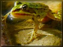 Grnfrosch