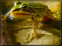 Gr�nfrosch