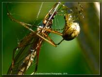 Spinne mit Opfer