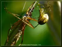 Spinne mit Opfer