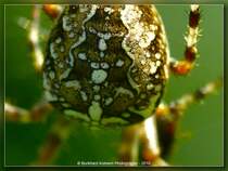 Zeichnung einer Gartenkreuspinne