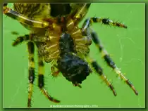 Gartenkreuzspinne bei Nahrungsaufnahme