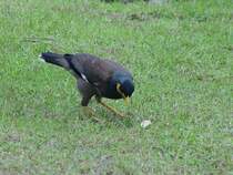 Am 15.04.2006 in Phuket Sdthailand fotografiert