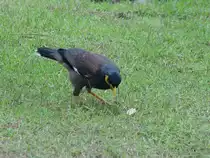 Am 15.04.2006 in Phuket S�dthailand fotografiert