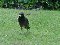 Im April 2006 in Phuket in S�dthailand fotografiert.