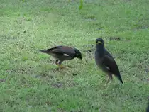 Am 15.04.2006 in Phuket in S�dthailand fotografiert