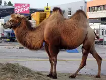 Das Zirkuskamel in der Red-Zac-Arena in Ried i.I.;100923