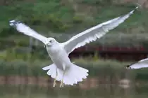 Ringschnabelm�we (Larus delawarensis) am 2.10.2010 auf dem Gebiet des Royal Botanical Gardens in Hamilton,Ont.