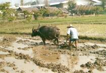 Thailndischer Bauer mit einem Wasserbffel beim pflgen im Mrz 2006