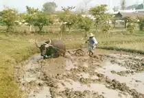 Ein asiatischer Wasserb�ffel beim pfl�gen im M�rz 2006