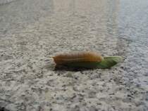 Eine Schmetterlingsraupe am 11.12.2010