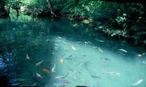 Gold- und andere Fische im klaren Wasser eines Baches im Norden Thailands in der Nhe von Chiang Mai im Mrz 2006