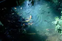 Im Norden Thailands, in der N�he von Chiang Mai, Gold- und andere Fische streiten sich im klaren Wasser um Futter. (M�rz 2006)