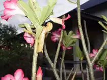 Nochmals eine Schmetterlingsraupe am 15.12.2010, diesmal in brauner Farbe, ansonsten aber identisch, auch die gro�en Augen, die man hier auf dem Foto aber nicht sehen kann