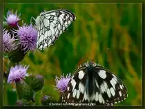 Schachbrett (Damenbrett)
