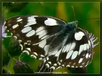 Schachbrett (Damenbrett)