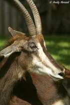 Kopf einer Rappenantilope.