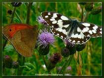 Kleiner Heufalter und Schachbrett (Damenbrett)