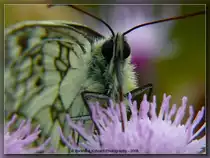 Schachbrett (Damenbrett)