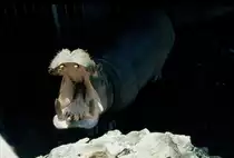 Der hungrige Rachen eines Flu�pferdes im Zoo von Colombo / Sri Lanka im Fr�hjahr 1981