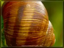 Weinbergschnecke