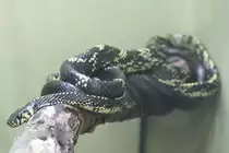 H�hnerfresser (Spilotes pullatus) am 26.6.2010 im Zoo Leipzig.