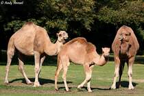  Eine schrecklich nette Familie 