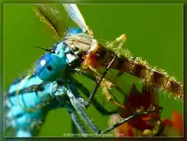 Libelle fri�t Insekt