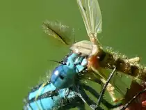 Libelle fri�t Insekt