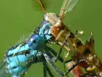 Libelle fri�t Insekt