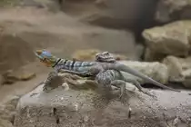 Blauer Felsenleguan (Petrosaurus thalassinus) im Sandwich zwischen zwei Blauen Stachelleguanen (Sceloporus cyanogenys) am 26.6.2010 im Leipziger Zoo.
