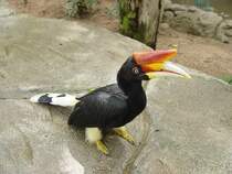 Ein Nashornvogel (Rhinozerosvogel) in einem Gehege des Parks von Noong Noch Village, ca. 170 km sdlich von Bangkok am 21.05.2006